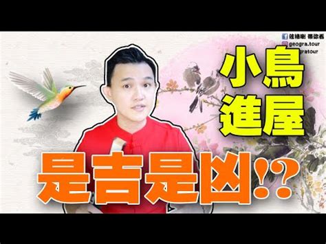 家中 飛 來 鳥|【家裡飛來鳥】家裡飛來吉祥鳥？鳥類進家預示什麼吉凶福禍？